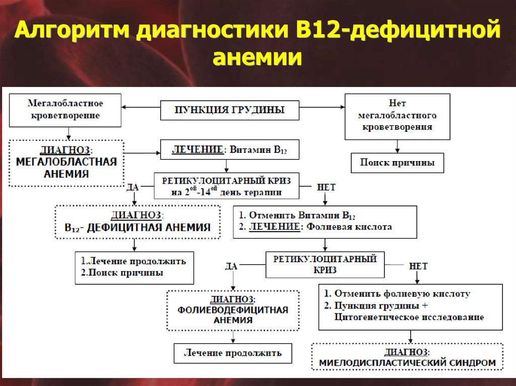 Анемия кома. B12 дефицитная анемия диагностика. Диагностика б12 дефицитной анемии. Железодефицитная и в12 дефицитная анемия. Алгоритм диагностики анемии.