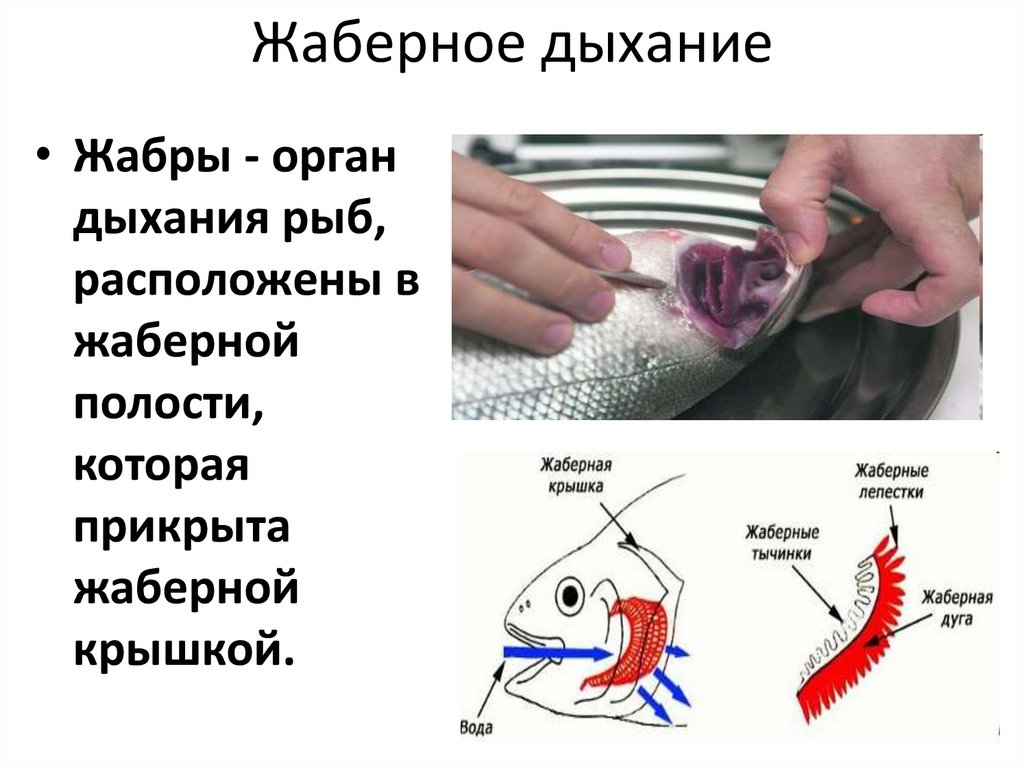 Жабры у рыбы картинки для детей