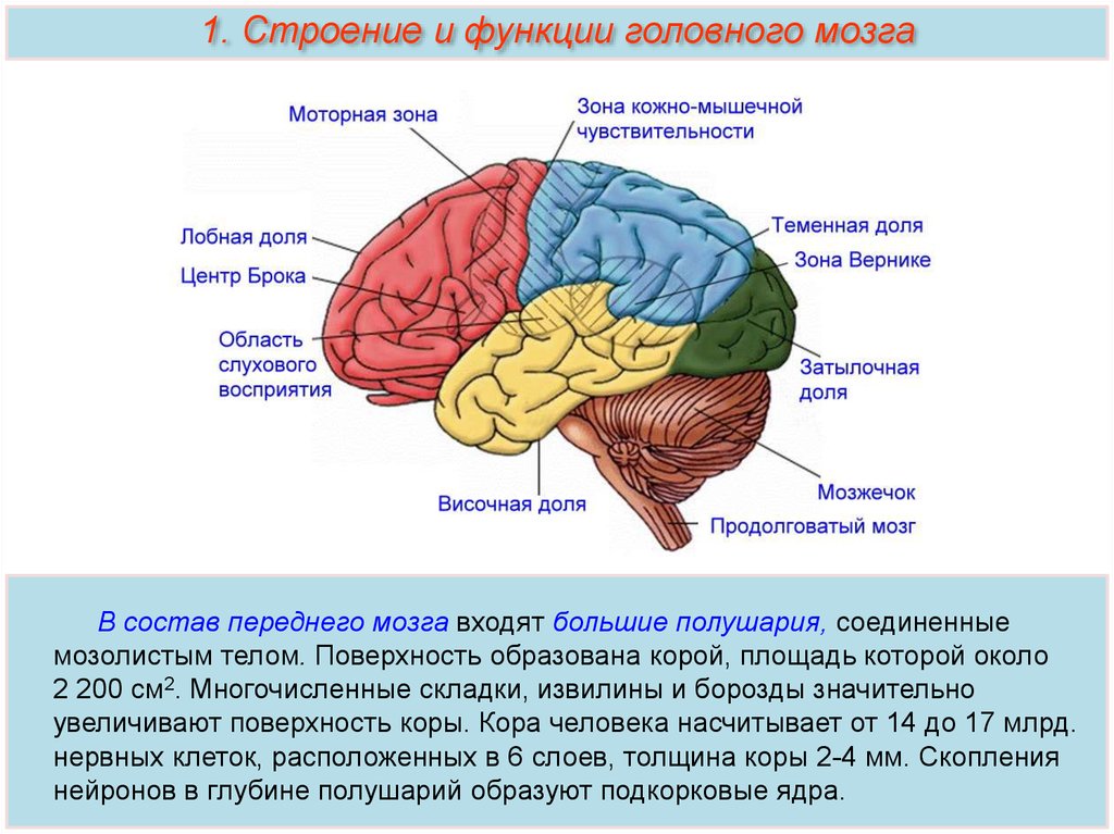 Отделами головного мозга человека являются. Отделы головного мозга и их части. Отделы структура и функции головного мозга. Головной мозг строение и функции. Человеческий мозг строение и функции.