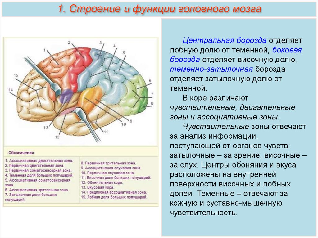 Задние доли мозга. Строение доли зоны коры головного мозга. Теменно затылочная борозда головного мозга.