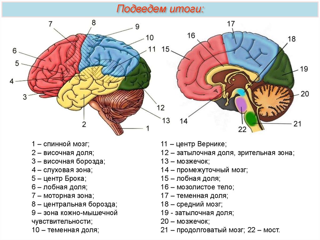 Перечислите доли головного мозга. Строение височной доли головного мозга. Мозг человека анатомия доли.