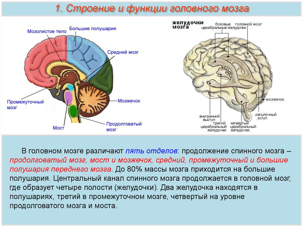 Кашлевой рефлекс какой отдел мозга. Отделы головного мозга функция нервные центры. Функции отделов головного мозга анатомия. Строение и функции среднего мозга мозга. Строение и функции всех отделов головного мозга.