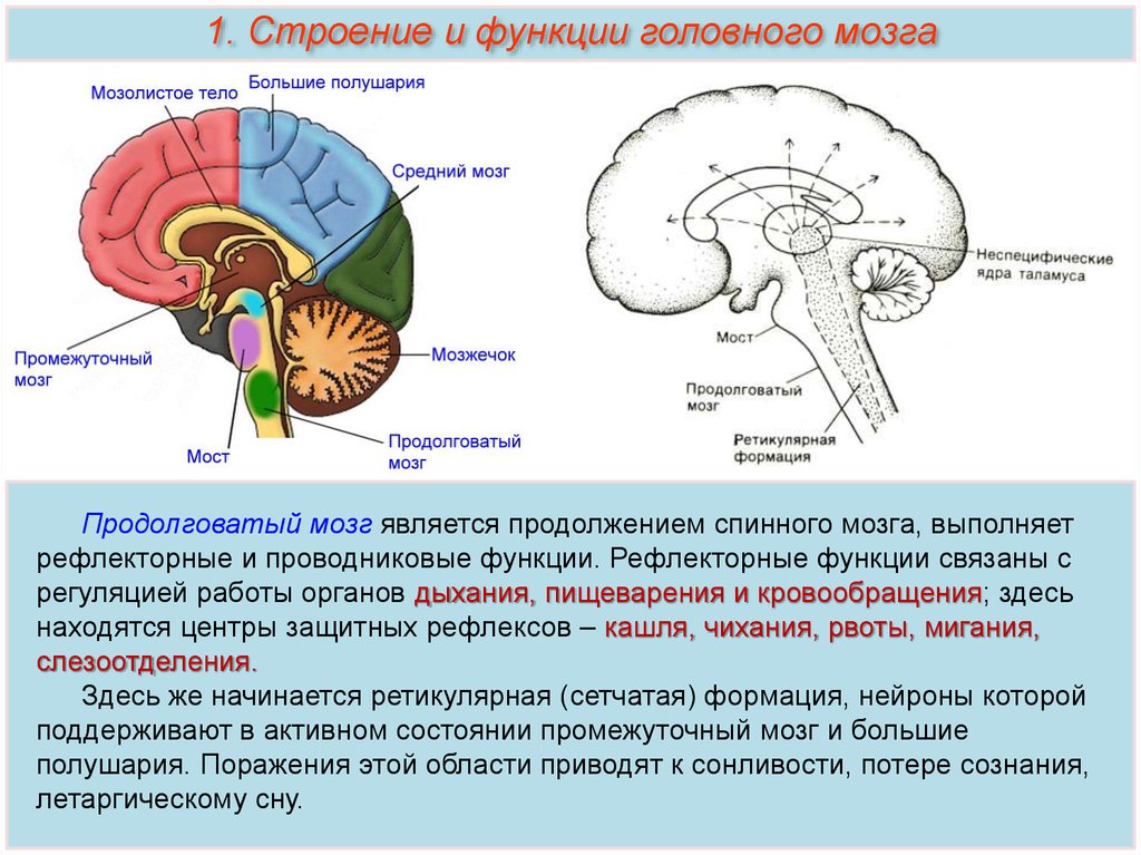 Отдел мозга содержащий центр кашлевого рефлекса. Функции основных отделов головного мозга. Рефлекторные функции отделов головного мозга. Продолговатый мозг отделы и функции. Строение головного мозга продолговатый мозг.