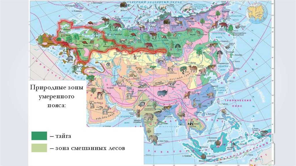Природные зоны евразии презентации