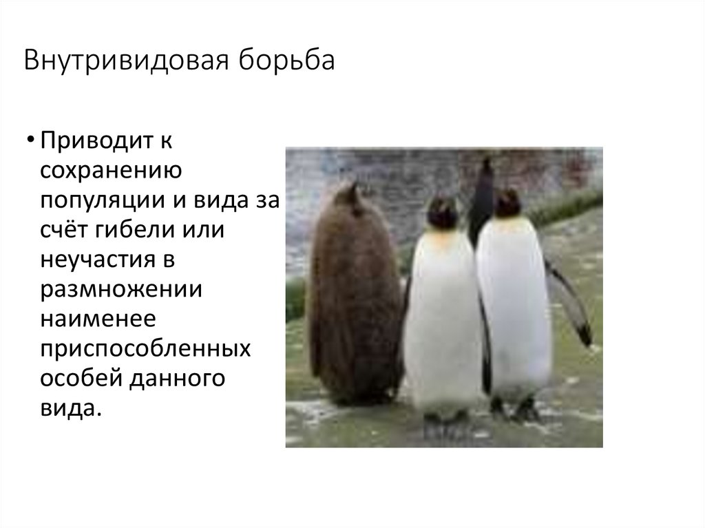 Примером внутривидовой борьбы является. Внутривидовая борьба. Внутривидовая дифференциация человечества. Внутривидовая косвенная борьба. Внутривидовая борьба определение.