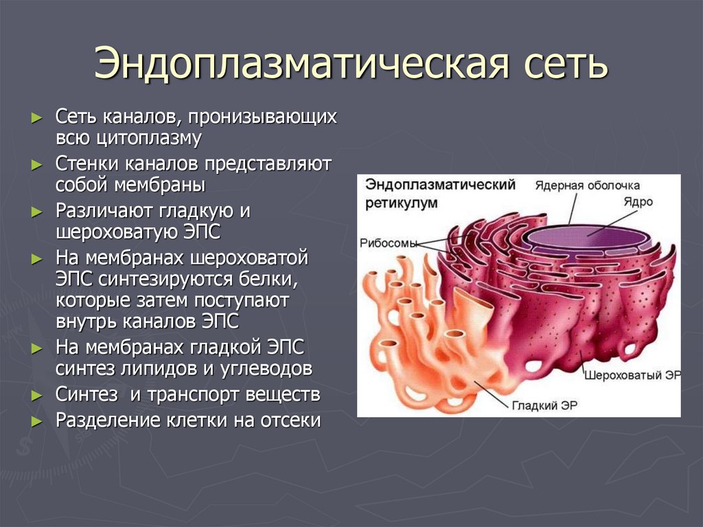 Эндоплазматическая сеть имеющая рибосомы