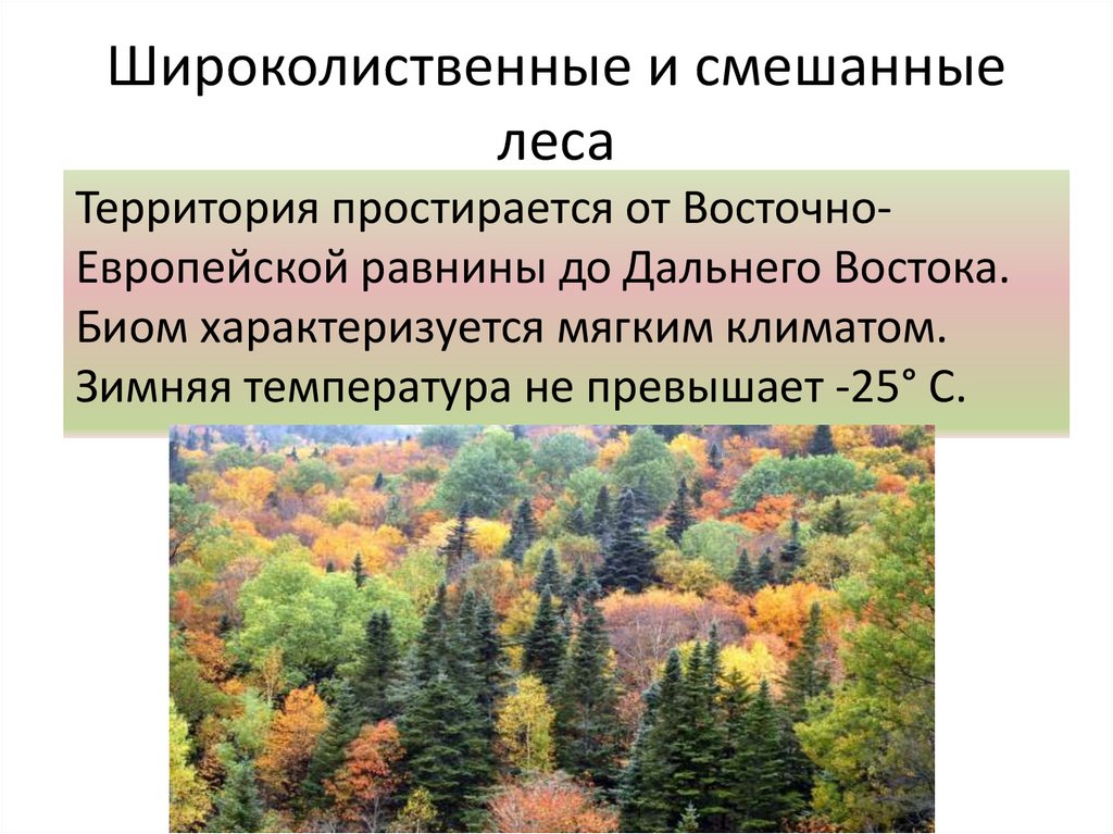 Леса россии климатические условия