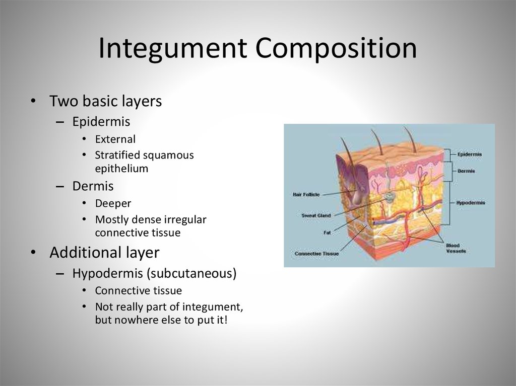 The Integumentary System - презентация онлайн