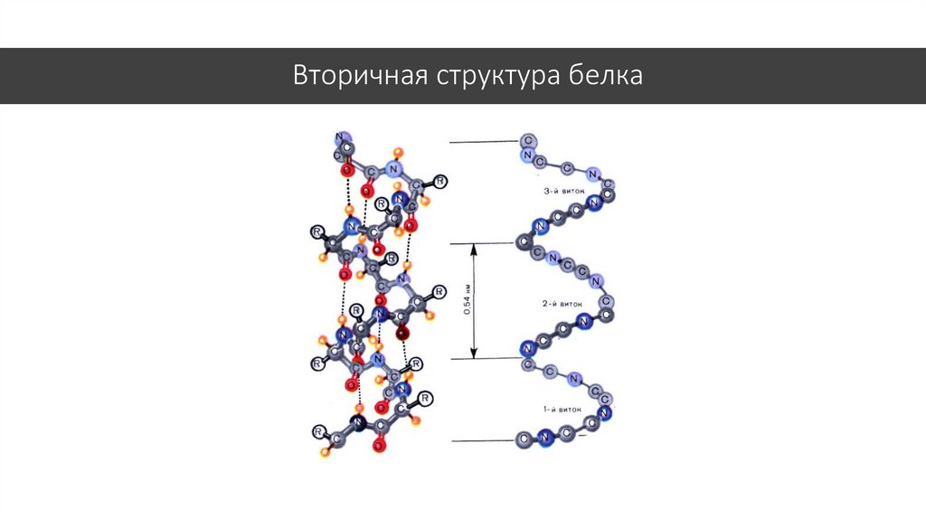 Вторичная структура белка рисунок