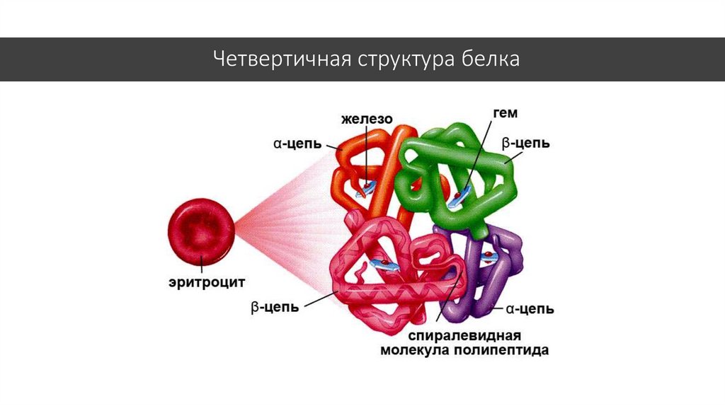 Четвертичная молекула белка. Четверичная структура белка. Четвертичная структура белка рисунок. Четвертичная структура белка. Белок четвертичной структуры.