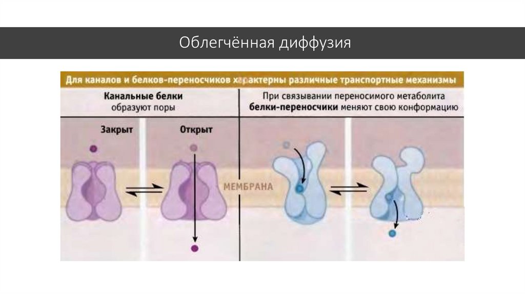 Облегченная диффузия