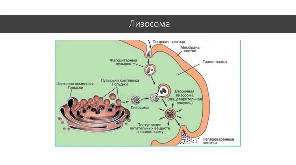 Лизосомы расщепление биополимеров. Схема образования первичной лизосомы. Вторичные лизосомы строение. Лизосома ее процесс.