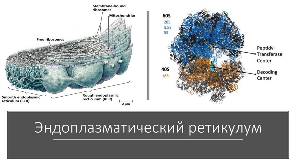 Процессы происходящие на молекулярном уровне жизни