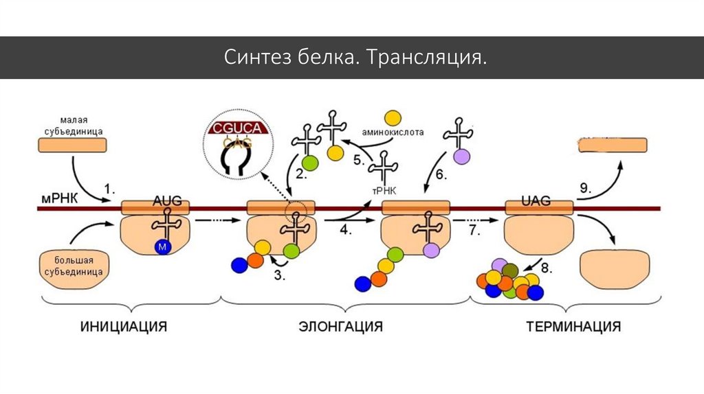 Биохимия трансляция презентация