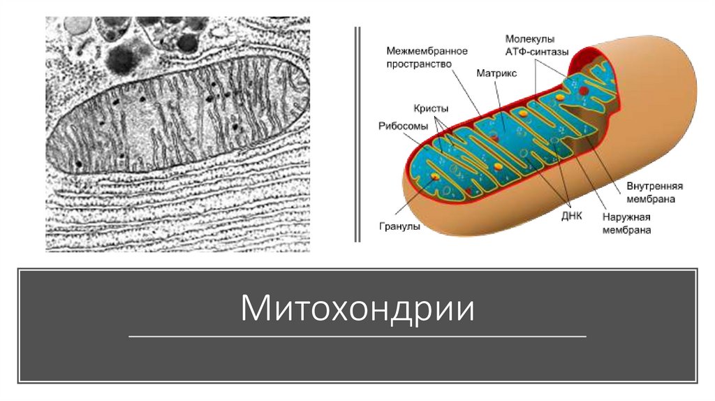 Митохондрия картинка егэ