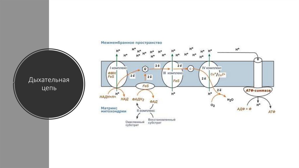 Схема полной дыхательной цепи