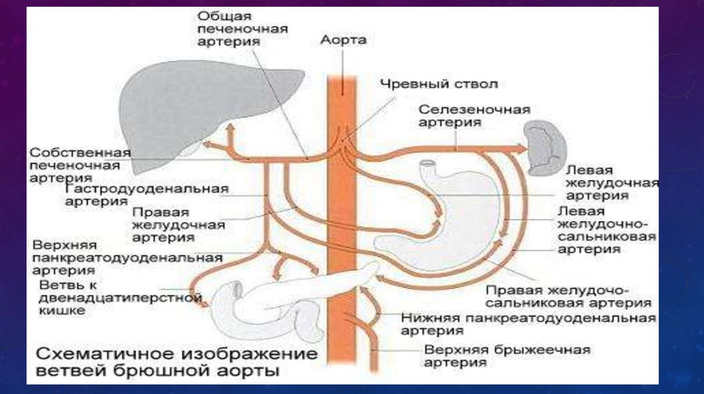 Сосуд собирающий кровь от органов брюшной полости. Печеночная артерия анатомия. Чревный ствол и брыжеечные артерии. Чревный ствол печеночная артерия.