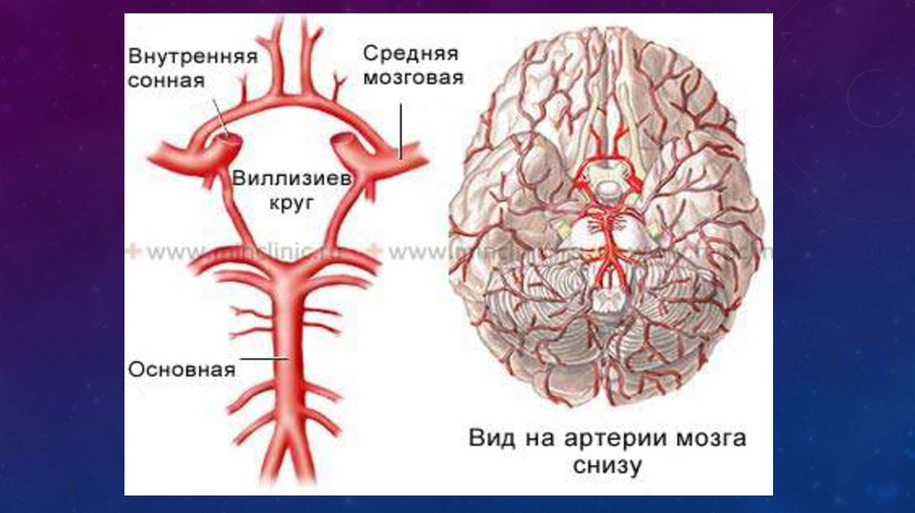 Круг кровообращения в мозгу. Кровообращение мозга. Виллизиев круг.. Кровоснабжение мозга Виллизиев круг. Артериальный круг большого мозга Виллизиев круг. Сосуды головы Виллизиев круг.