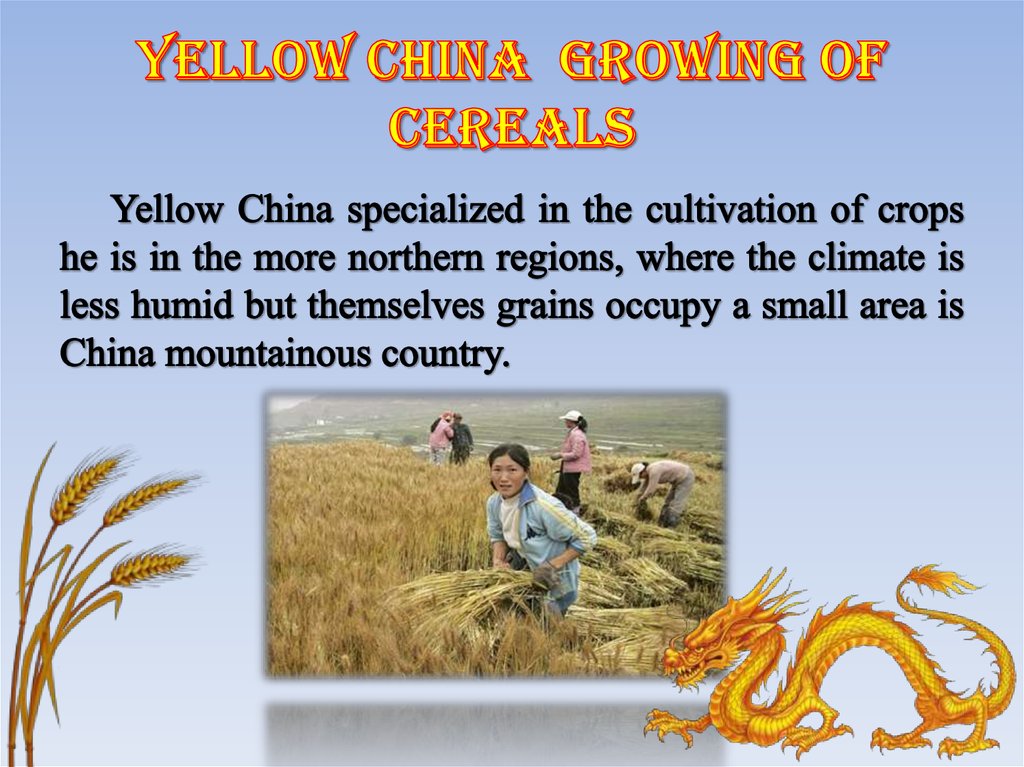 Yellow China Growing of cereals