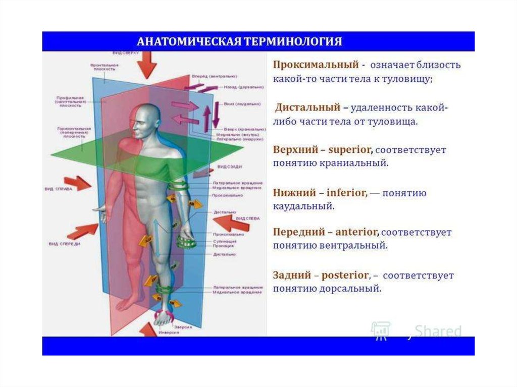 Медиальный и латеральный это. Анатомические термины. Плоскости человека в анатомии. Анатомические термины медиальный латеральный. Пространственные отношения в анатомической терминологии.