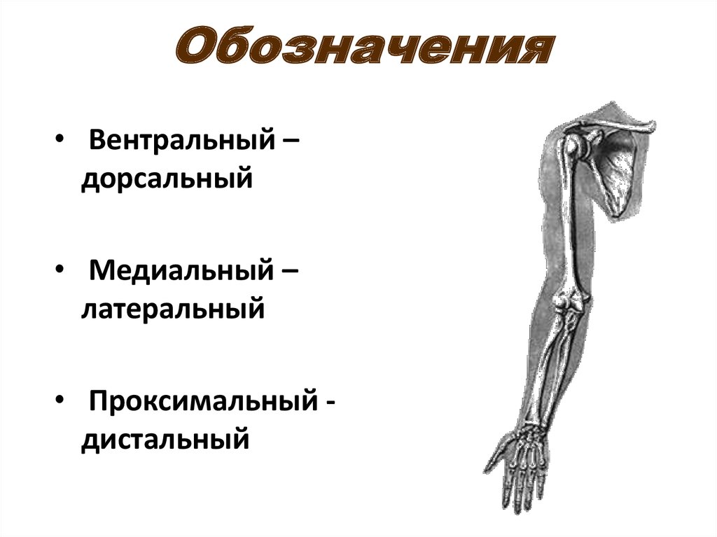 Вентральный и дорсальный. Латеральный проксимальный дистальный. Дистальный проксимальный медиальный. Латеральный и медиальный это. Латерально медиально дистально.