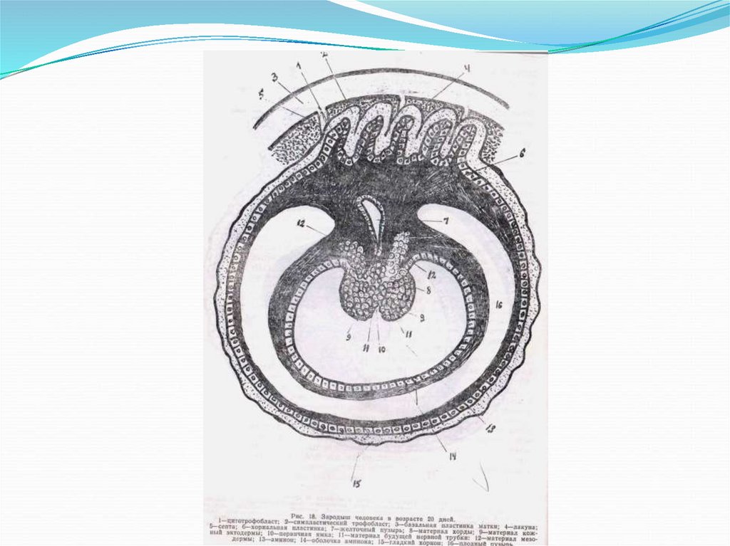 Схема строения зародышевых оболочек и плаценты млекопитающих