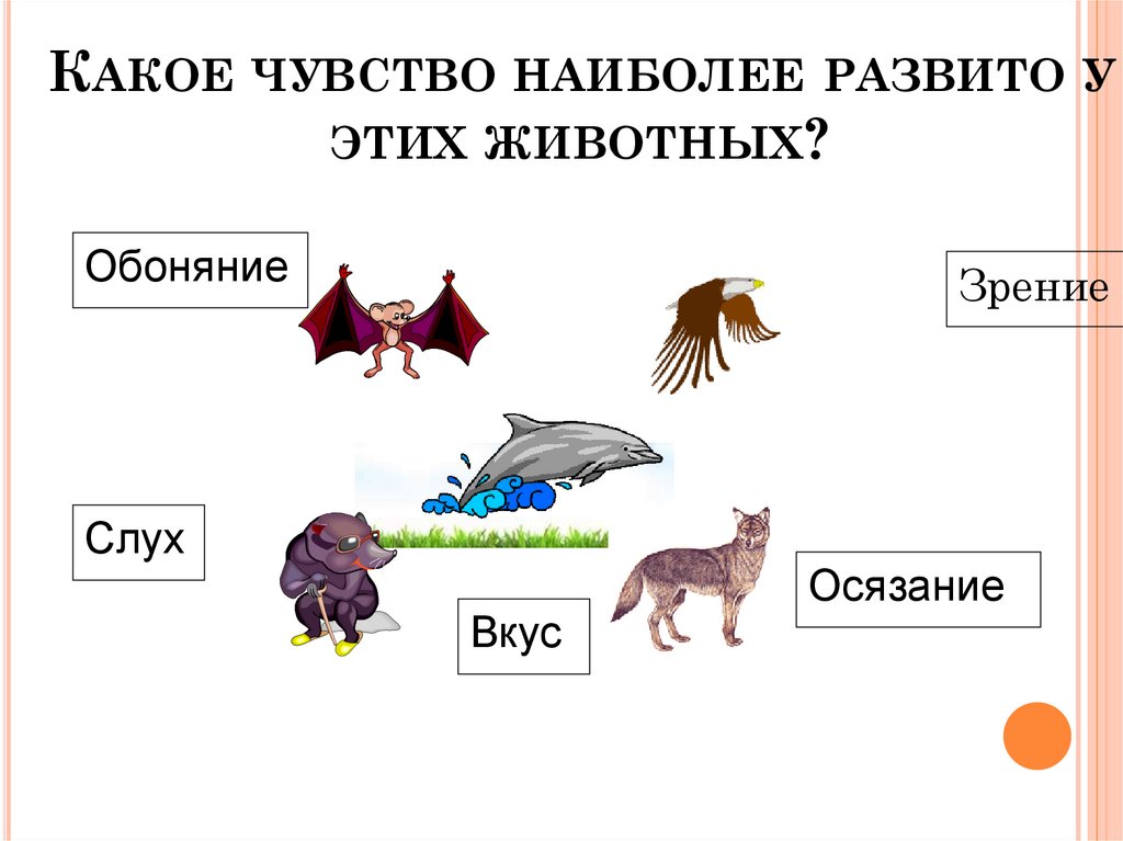 Какого чувствовать. Какое чувство у какого животного наиболее развито. Наиболее развитые чувства у орла. Какие самые развитые чувство у животных. Животное с самым развитым обонянием.