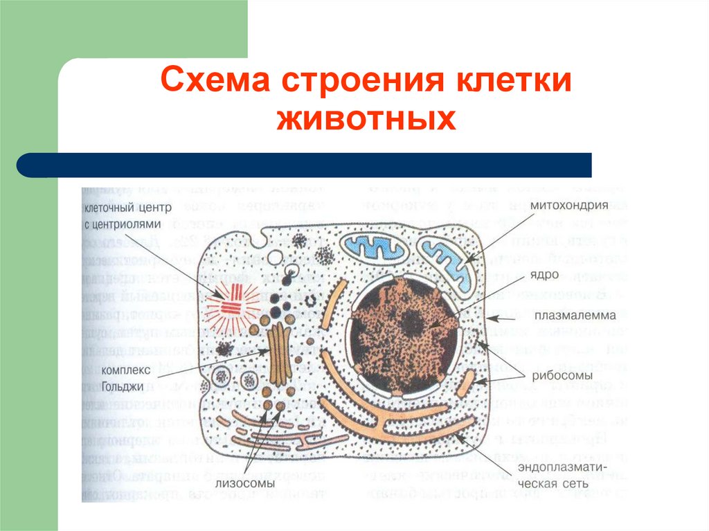 Укажите какая на рисунке клетка. Схема животной клетки. Схема строения животной клетки. Животная клетка строение рисунок 10 класс. Строение животной клетки схема с подписями.