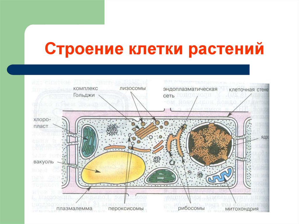 Клетки растений имеют стенки из