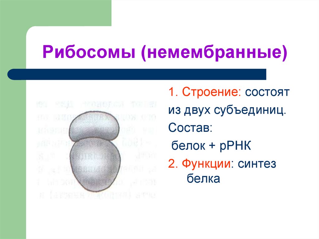 Рибосома процесс впр. Рибосомы рисунок. Рибосомы рисунок схематично. Структура рибосомы. Рисунок рибосомы клетки.