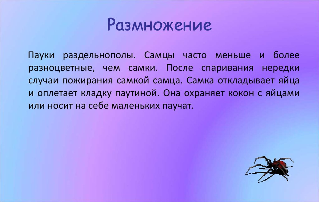 Пауков апелляция. Размножение и развитие паукообразных. Класс паукообразные размножение. Размножение пауков. Пауки раздельнополые.