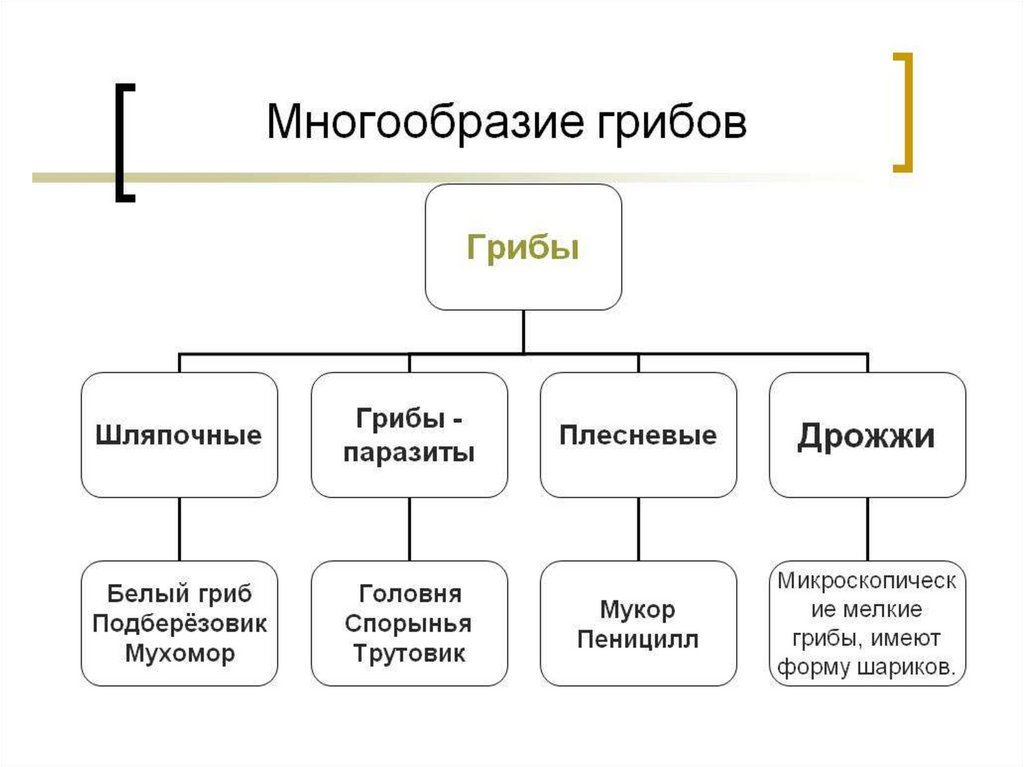 Схема многообразия грибов