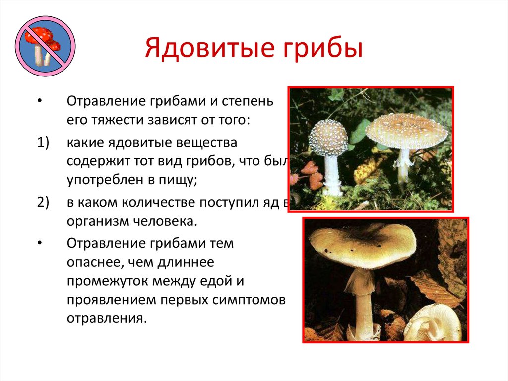 Грибы обж 8 класс. Несъедобные грибы 5 класс биология. Ядовитые грибы доклад. Сообщение о ядовитых грибах. Доклад на тему ядовитые грибы.