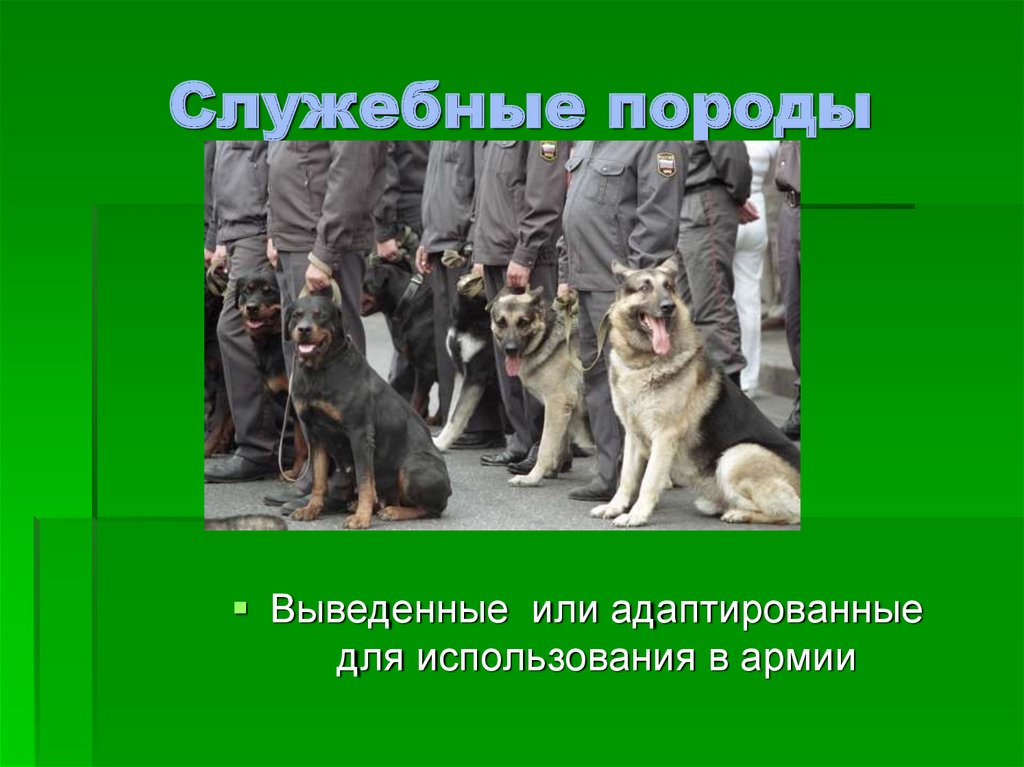 Служебные породы