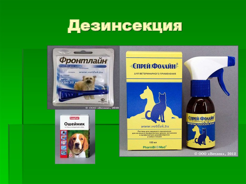 Дезинсекция