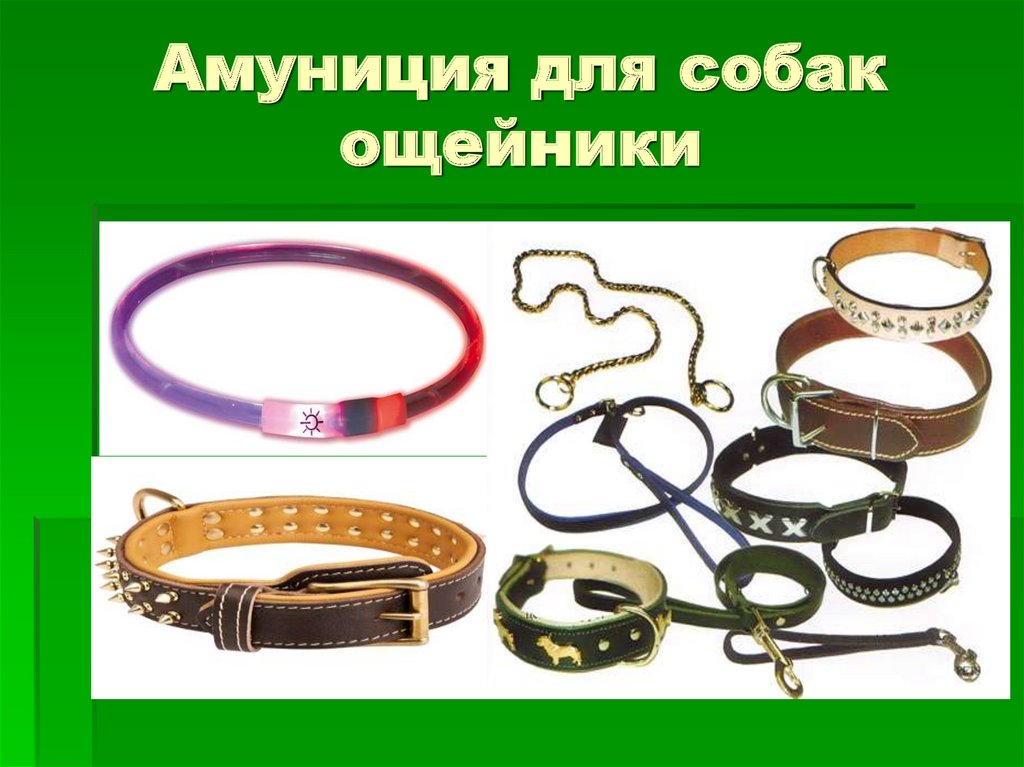 Амуниция для собак ощейники
