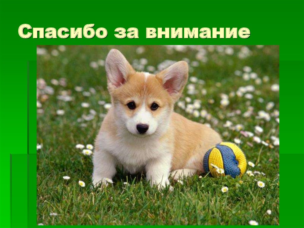 Спасибо за внимание