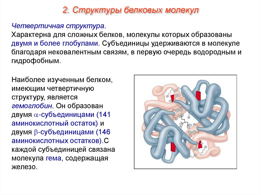 Молекула белка признаки. Строение молекулы белка и структура белка. Белки структура белковой молекулы. Белки строение структуры белковых молекул. Субъединицы четвертичной структуры белка это.