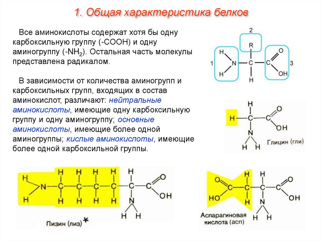 Основный белок. Белки. Общие свойства белков. Характеристика строения белков. Общая характеристика белков аминокислоты. Общая характеристика белка.