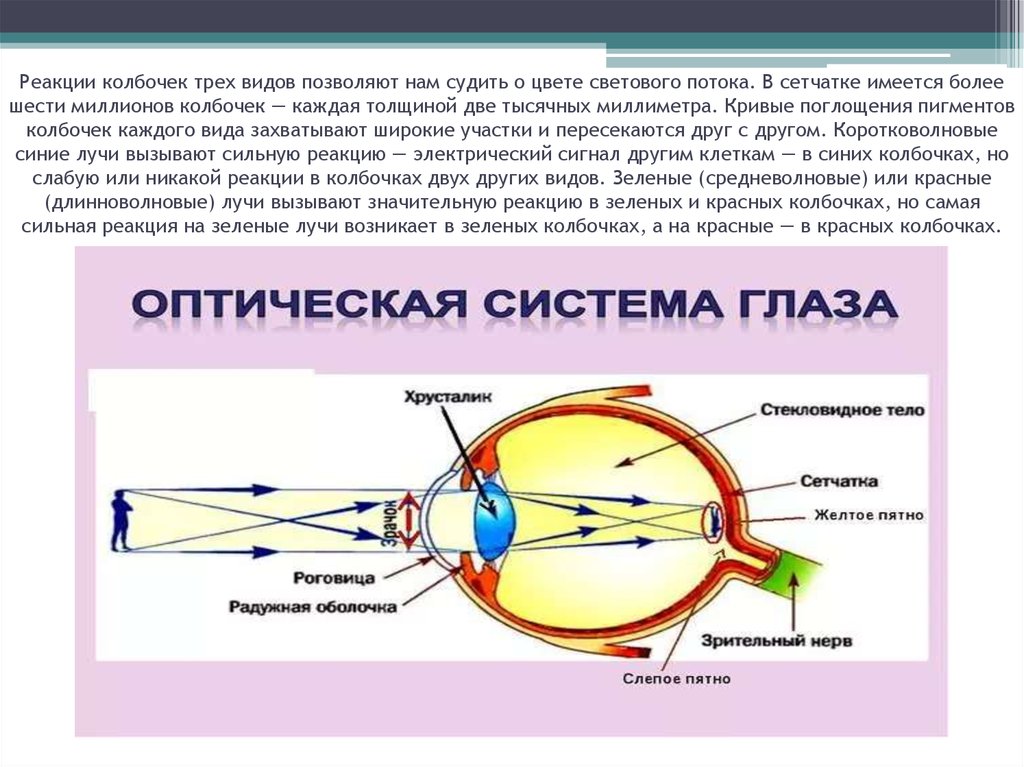 Реакция зрения. 3 Вида колбочек в сетчатке. Электрические явления в сетчатке. Электрические явления в сетчатке глаза и зрительном нерве.