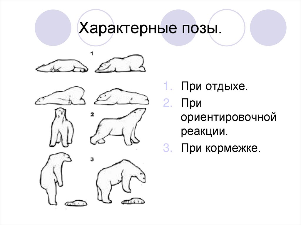 Какой тип развития характерен для медведицы