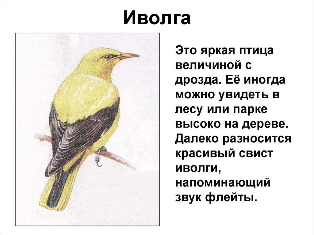 Иволга составить слова. Доклад про Иволгу. Иволга описание. Иволга птица описание. Иволга краткое описание для детей.