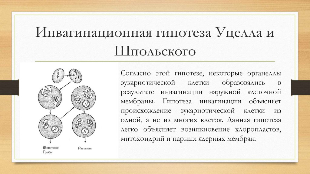 Какая гипотеза происхождения эукариотической клетки показана на рисунке