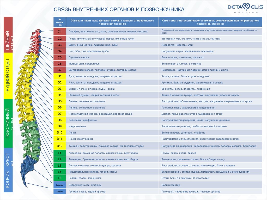 Связь позвонков с внутренними органами схема