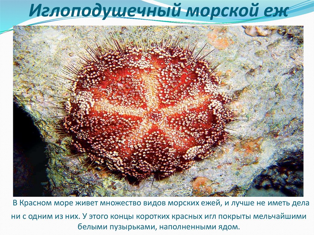 Красное море презентация