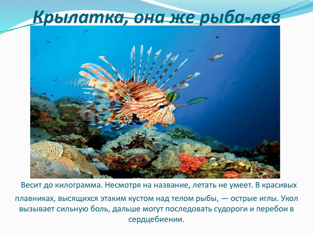 План описания красного моря