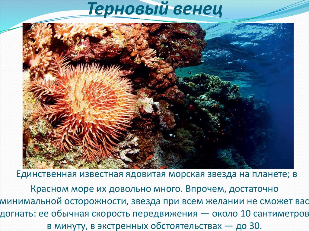 План описания красного моря