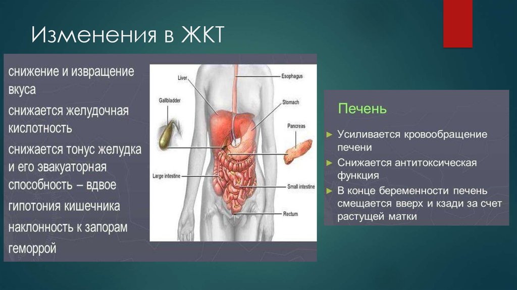 Заболевания жкт и беременность презентация