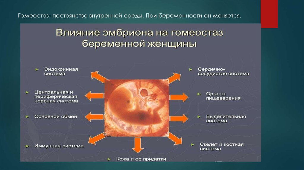 Постоянство внутренней среды. Изменения в организме беременной схема. Влияние эмбриона на гомеостаз беременной. Влияние эмбриона на гомеостаз беременной женщины. Эндокринная система беременной.