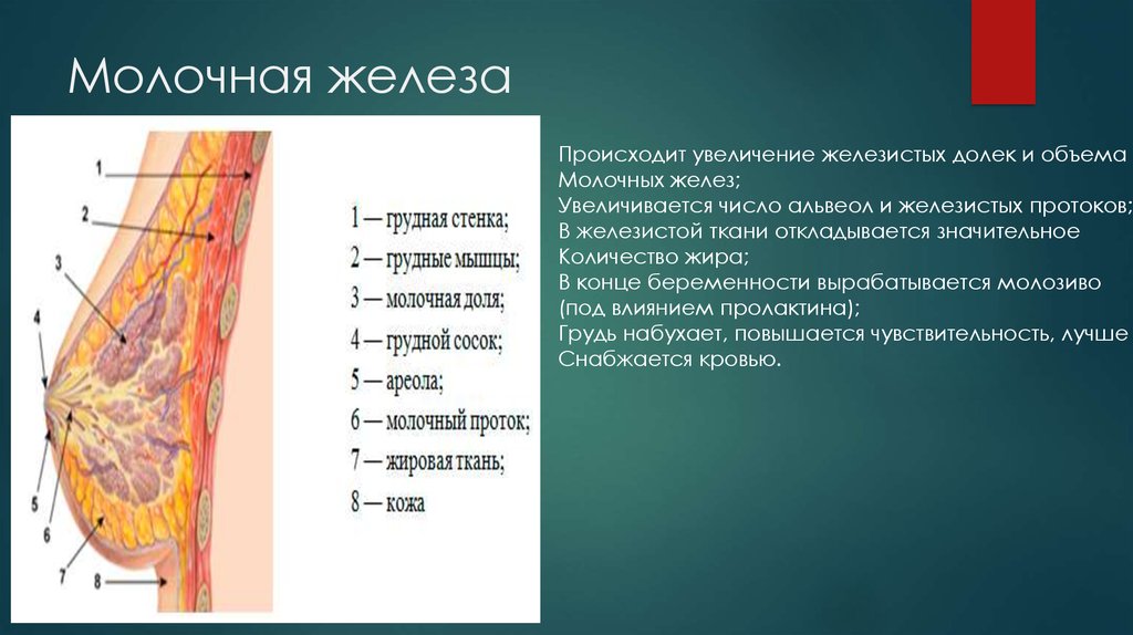 Молочные железы являются железами. Строение молочной железы. Строение женской грудной железы. Грудь молочная железа. Строение молочной железы женщины.